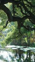 The old and big tree view full of the green leaves on it in the countryside of the China photo