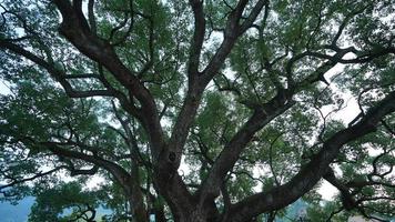 The old and big tree view full of the green leaves on it in the countryside of the China photo