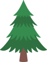 acquerello abete rosso albero png