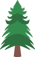 acquerello abete rosso albero png