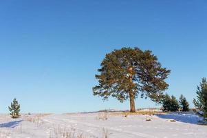 Winter landscape with an old beautiful pine tree standing on a snowy ground against a blue sky background. photo