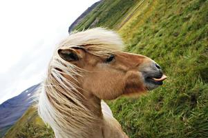 Portrait of Red Icelandic horse with white mane showing tongue against a background of green grass and mountains photo