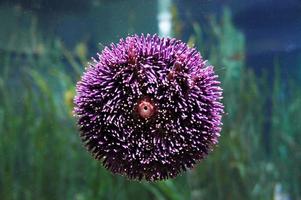 Purple Sea anemone close-up in the aquarium, Actiniaria, marine animal photo