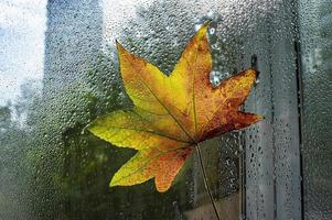 Bright fallen autumn maple leaf on window in raindrops. Abstraction, autumn background photo