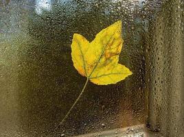 hoja de otoño caída brillante en la ventana en gotas de lluvia. abstracción, fondo de otoño foto