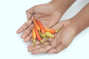 red chili or cayenne pepper in hand photo