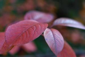 Burgundy red-yellow leaves of the tree in late autumn. Beautiful autumn leaves on the branches. photo