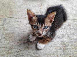 cute brown kitten with gray eyes photo