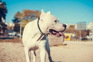 Beautiful white Staff terrier playin at the dog training ground. Dangerous dog breed. Healthy and active pet photo