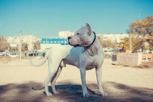 Beautiful white Staff terrier playin at the dog training ground. Dangerous dog breed. Healthy and active pet photo