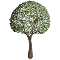 großer Baum, Frühlingszustand, 3D-Design png