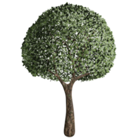 grand arbre, état fertile, conception 3d png