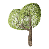 grand arbre, état de printemps, conception 3d png