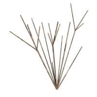 3d design, white bush, dry state png