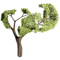 grand arbre en automne, conception 3d png