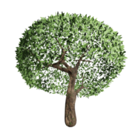 grande albero, primavera stato, 3d design png