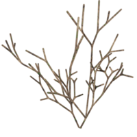 3d design, white bush, dry state png