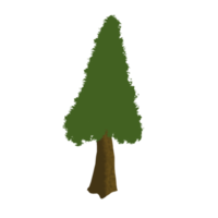 immergrüner baum kostenlos png