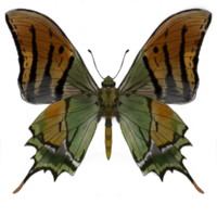 drawing two green butterfly insect collection png