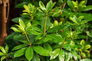 green rhododendron bush on a summer day photo