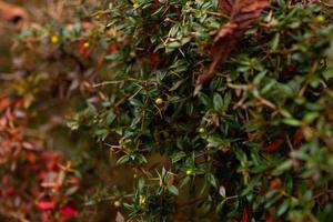 bush evergreen in autumn with red berries photo