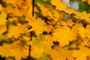 autumn tree with orange maple leaf on branches on day photo