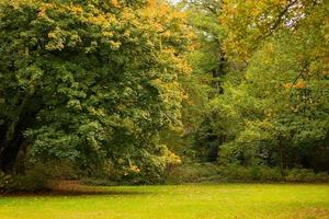 autumn park with green grass in the meadow and trees photo