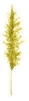 acquerello pino albero png