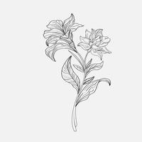 coloring pages of beautiful lily flowers printables. Outline Lilies . Black and white page for coloring book. Anti-stress coloring. Line art flowers vector