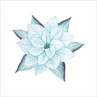 Watercolor poinsettia isolated vector