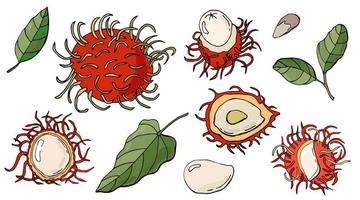 Set of fruits and leaves of rambutan. Vector illustration. White background, isolate.