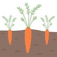 Carrot in the ground, root vegetable. Illustration for backgrounds, covers and packaging. Image can be used for greeting cards, posters, stickers and textile. Isolated on white background. vector