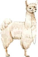 alpaca cute fluffy animal with big eyes, watercolor illustration. vector