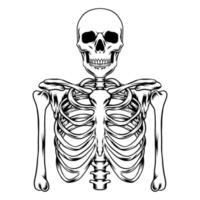 Human skeleton vector art