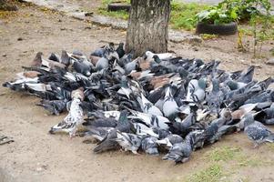 una gran bandada de palomas come cerca de un árbol foto