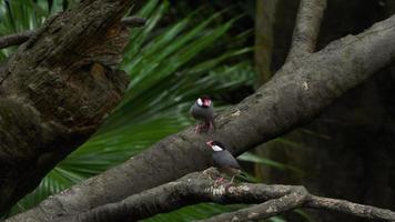 Java sparrow Lonchura oryzivora, also known as Java finch, Java rice sparrow or Java rice bird video