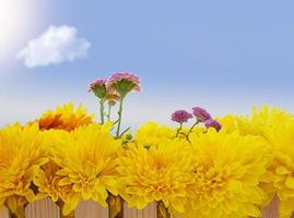 Big yellow and lilac chrysanthemums with fence with blue sky and cloud. Nature, spring, summer. Copy space photo