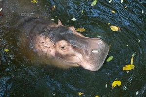 Hippopotamus amphibius, vista superior de hipopótamos habitan ríos, concepto de conservación de animales y ecosistemas de protección. foto