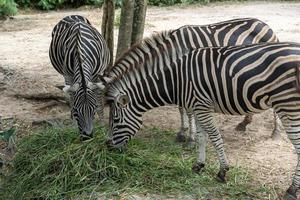 Zebras eating grass ,Animal conservation and protecting ecosystems concept. photo