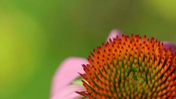 Bumblebee collects nectar on a pink Echinacea flower, slow motion video