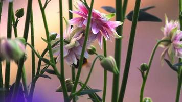 Bumblebee at Pink decorative aquilegia flowers, slow motion video