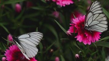 aporia Crataegi nero venato bianca farfalla su rosa garofano fiore video