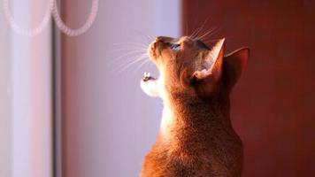 abessijn kat portret Aan een loggia in de stralen van de instelling zon video