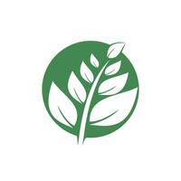 diseño del logotipo de la naturaleza. icono de hojas tropicales verdes. plantilla de logotipo de follaje de árbol. vector