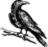 black raven. A crow standing on a tree branch, crow sketch. A large black crow, Corvus corax vector