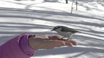 picchio muratore e Cincia uccelli nel Da donna mano mangia semi, inverno, lento movimento video