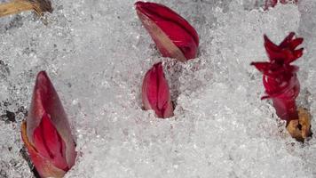 Time Lapse shot of melting snow unveiling peony sprout video