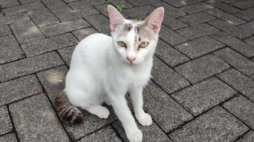 felis silvestra catus ou chat de maison blanc est couché video