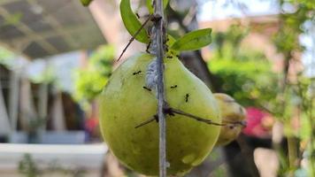 The ant colony walks on the surface of the green fruit video