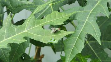 a green fly perched on a green leaf, barely visible video